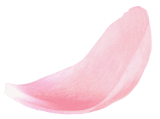 Amiy Slider Flower Top Img